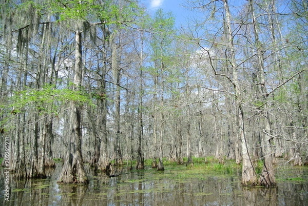 Fototapeta Swamp trees