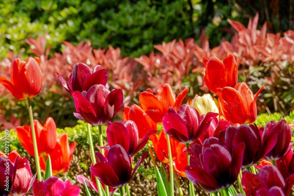 Obraz Beautiful deep red and orange tulips in the botanical garden, Closeup