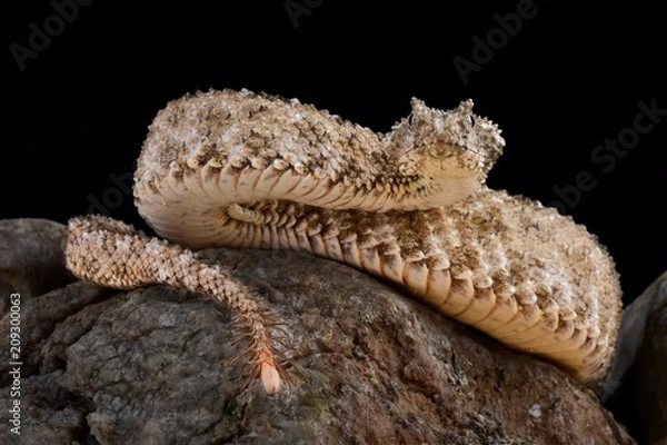 Obraz Spider-tailed horned viper (Pseudocerastes urarachnoides)