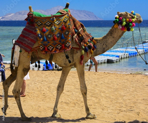 Obraz A Bedouin camel tied with a long rope stands waiting for tourists on a sandy beach next to the sea against a background of yellow sand. Concept of oriental oriental culture. Summer, vacation, travel