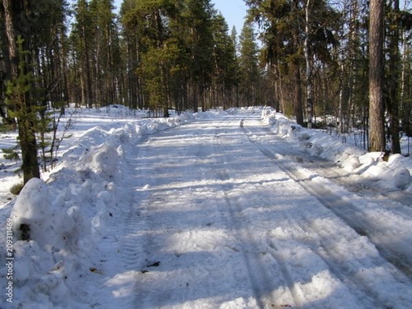 Obraz Дорога в лесу