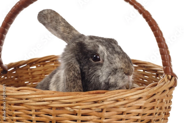 Obraz Easter bunny in the basket