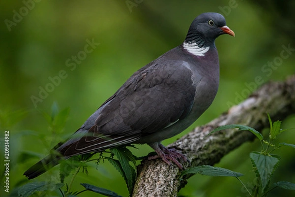 Obraz Gołąb grzywacz