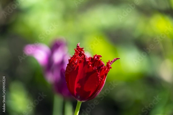 Obraz Red Terry Tulip