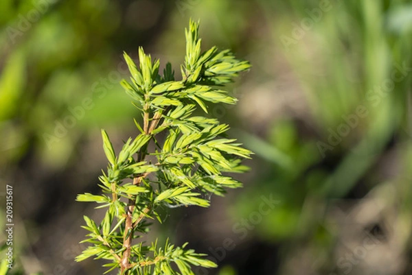 Obraz New foliage in spruce
