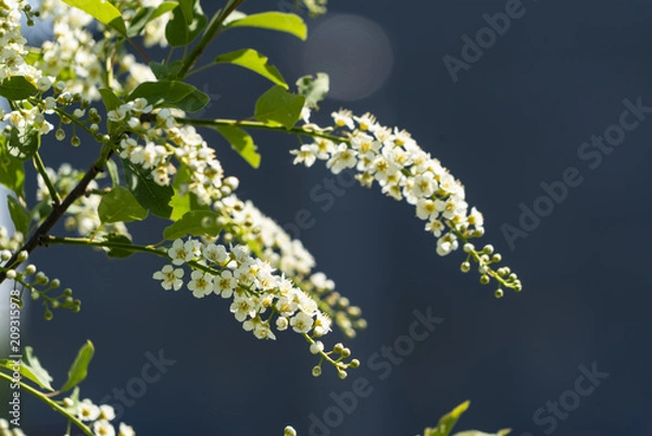 Obraz Young bird cherry in the sunlight