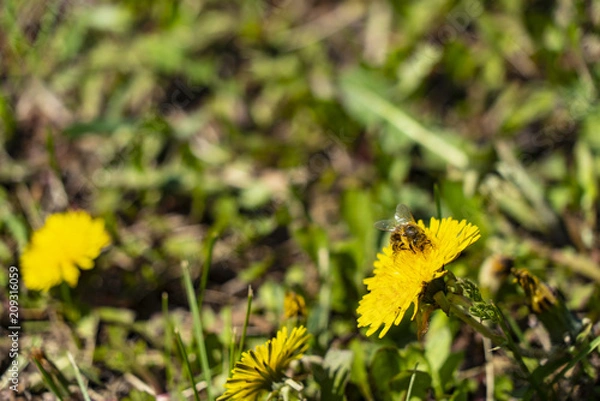 Obraz A bee pollinates a dandelion flower