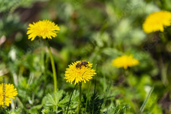 Obraz The bee pollinates the flower