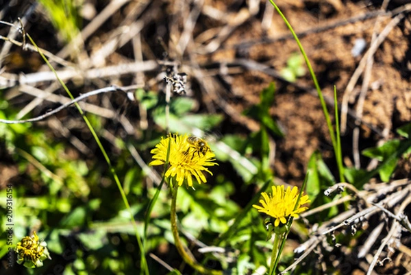Obraz The bee soared from the flower