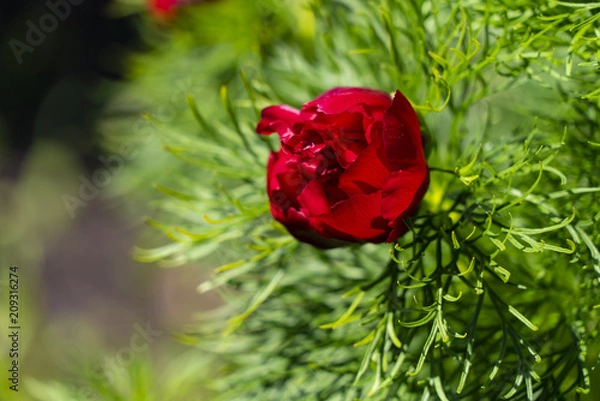 Obraz Peony angustifolia dissolves