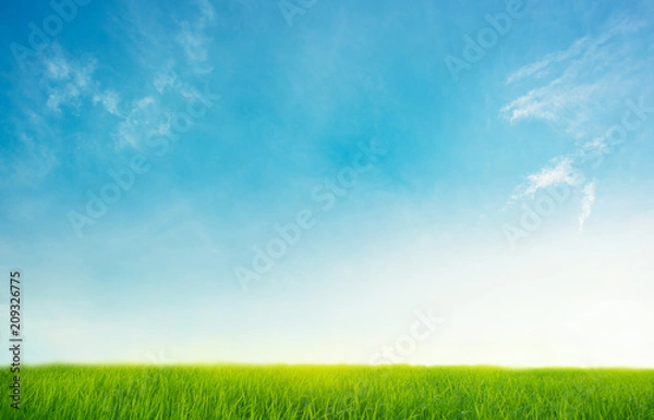 Obraz clear blue sky with green grass for background design