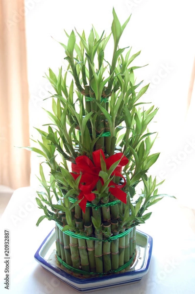 Fototapeta lucky bamboo in flower pot with white background