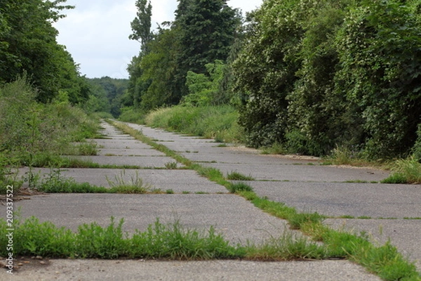 Obraz Concrete slab path into the forest