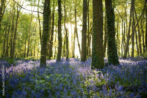 Obraz Bluebells in forest, Cornwall, UK