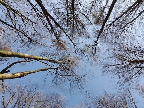 Obraz Träume im Winterwald