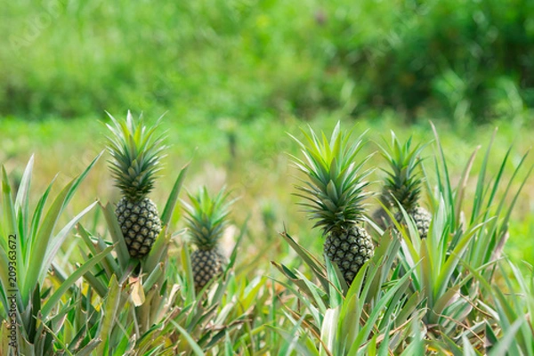 Obraz Pineapple plant field, Pineapple tropical fruit growing in garden