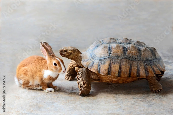 Obraz rabbit and turtle.