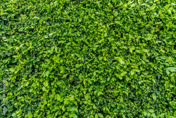 Obraz Green leaves wall