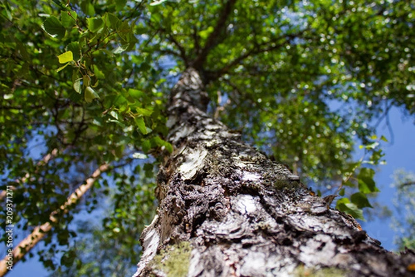 Fototapeta Textured trunk of green tree closeup