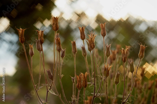 Fototapeta a beautiful picture of columbine flower seeds in the spring sunshine in the garden with a colorful background