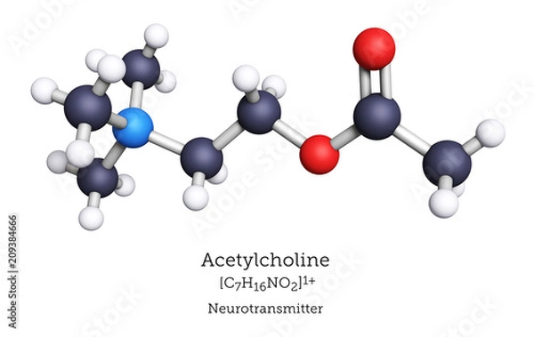 Fototapeta Ball-and-Stick Model of Acetylcholine