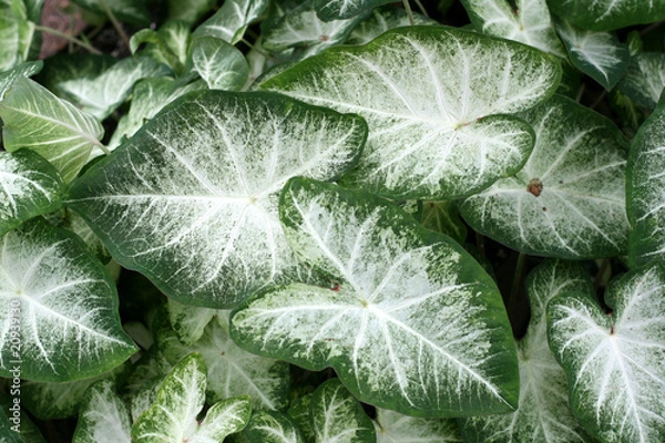 Obraz Caladium