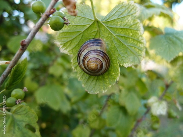 Fototapeta Snail on a sheet of black currant