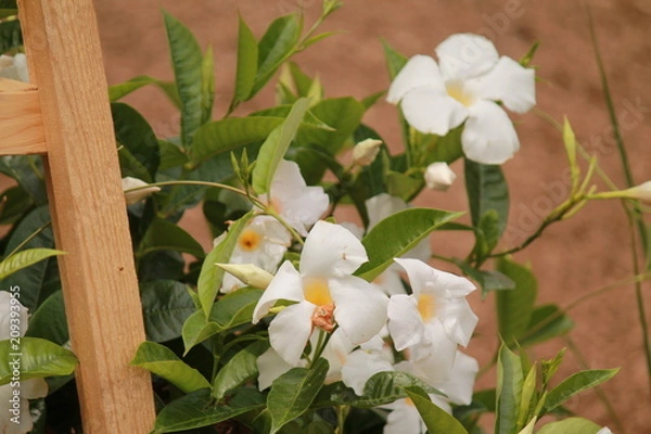 Fototapeta White flowers