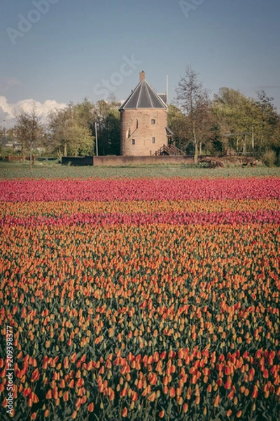 Fototapeta Tulipes