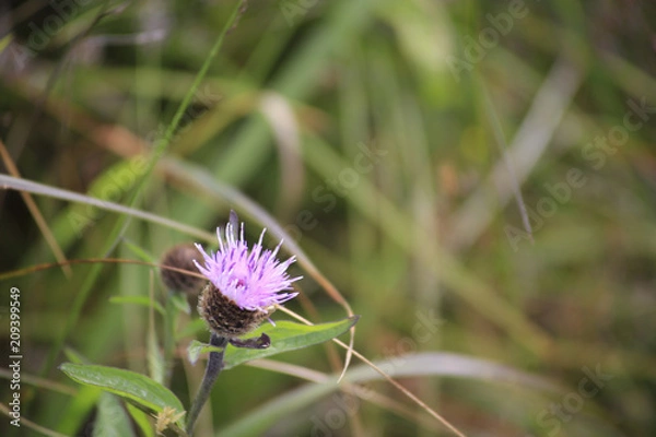 Fototapeta purple thistle flower
