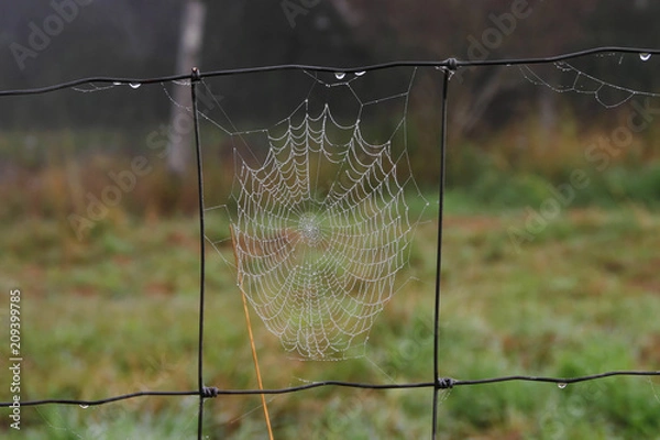 Fototapeta spider web with dew drops