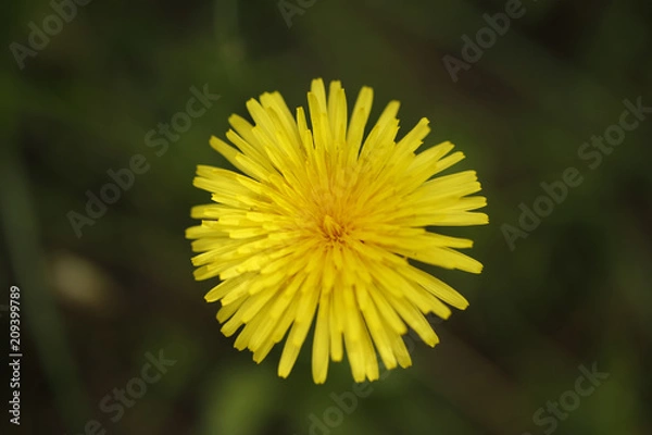 Obraz yellow dandelion flower