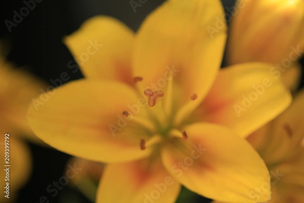 Obraz yellow flower macro