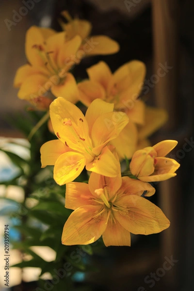 Obraz yellow flowers on a tree