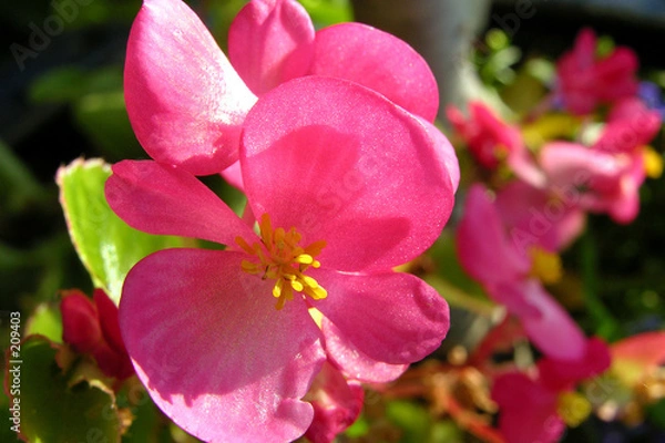 Fototapeta eisbegonie 2