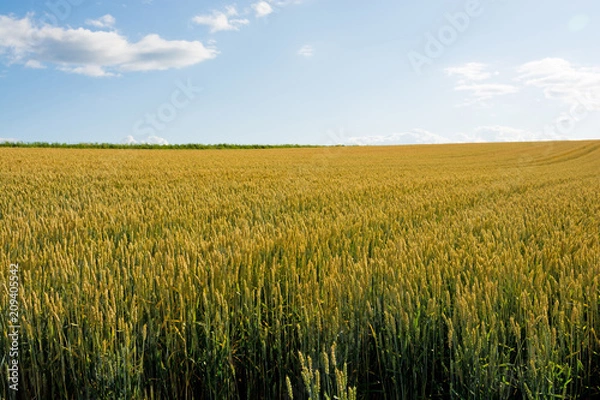 Fototapeta 刈り取り前のムギ畑