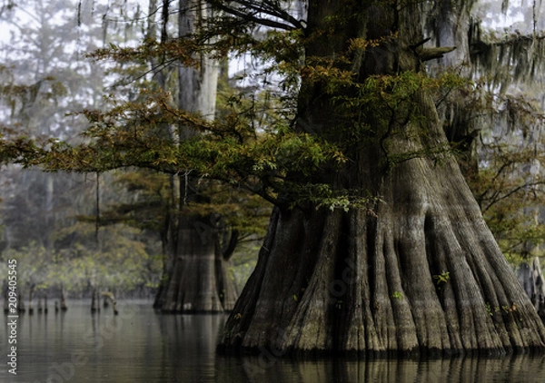 Obraz Mature Cypress Trees