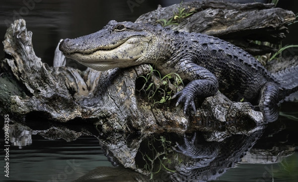 Obraz Posing Alligator