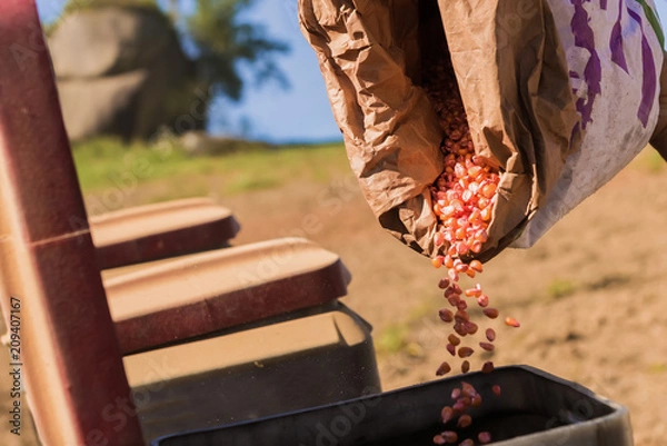 Obraz planting corn on a small farm