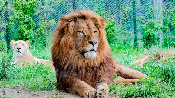 Fototapeta 姫路セントラルパークのライオン