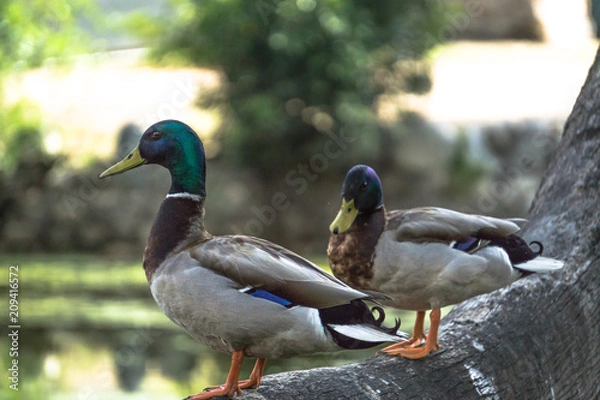 Obraz Mallard Mallard