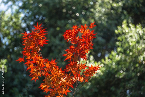 Obraz Vermillion "V"