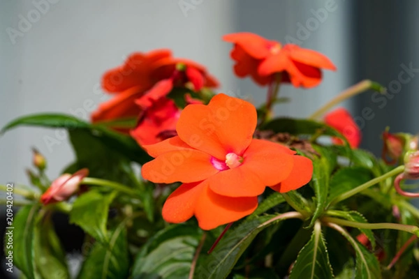 Obraz Edellieschen- Blüte