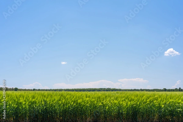 Obraz Wheat field