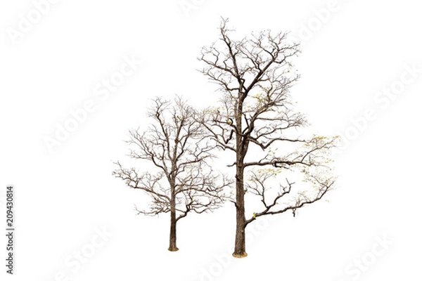 Obraz Dead tree isolated on white background Suitable for use.