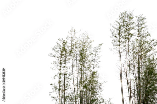 Obraz  Bamboo Tree isolated on white background.