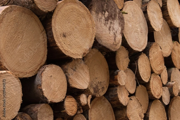 Obraz cut logs end view