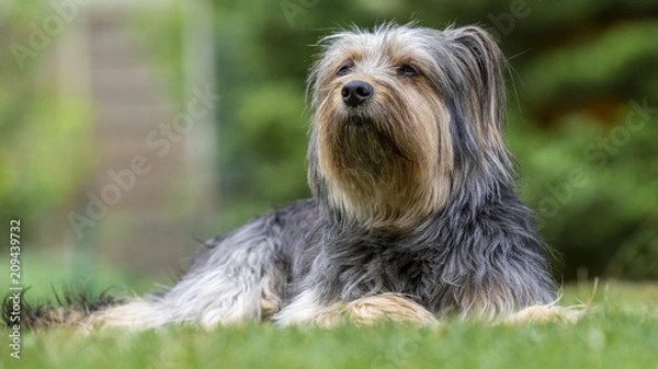 Fototapeta Mischlingshund Luna