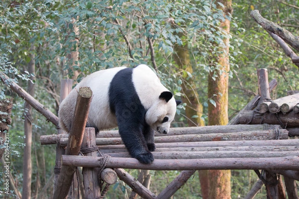 Obraz panda in chengdu