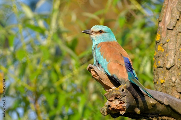 Fototapeta European blue roller on a branch